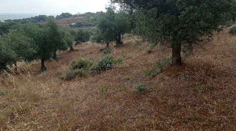 Finca olivar, image 3