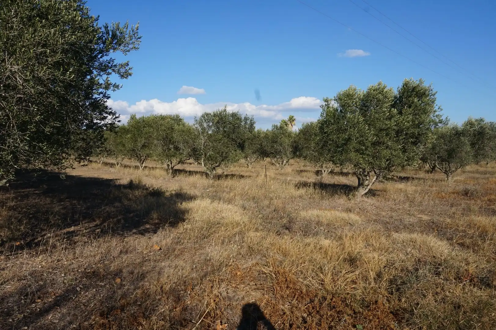 Terrain rustique à vendre à T-310, imagen 71