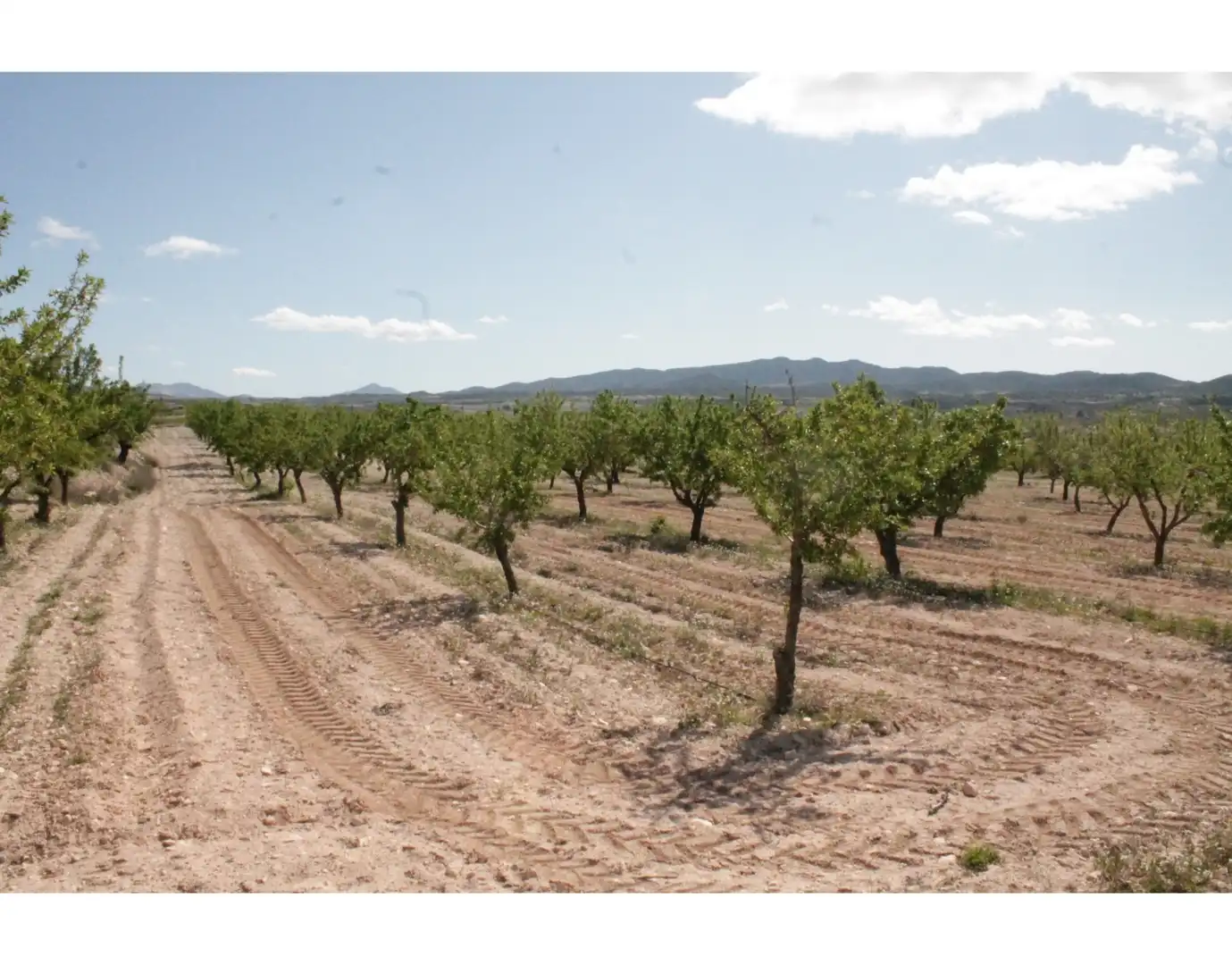 Country house for sale in Jumilla, imagen 33