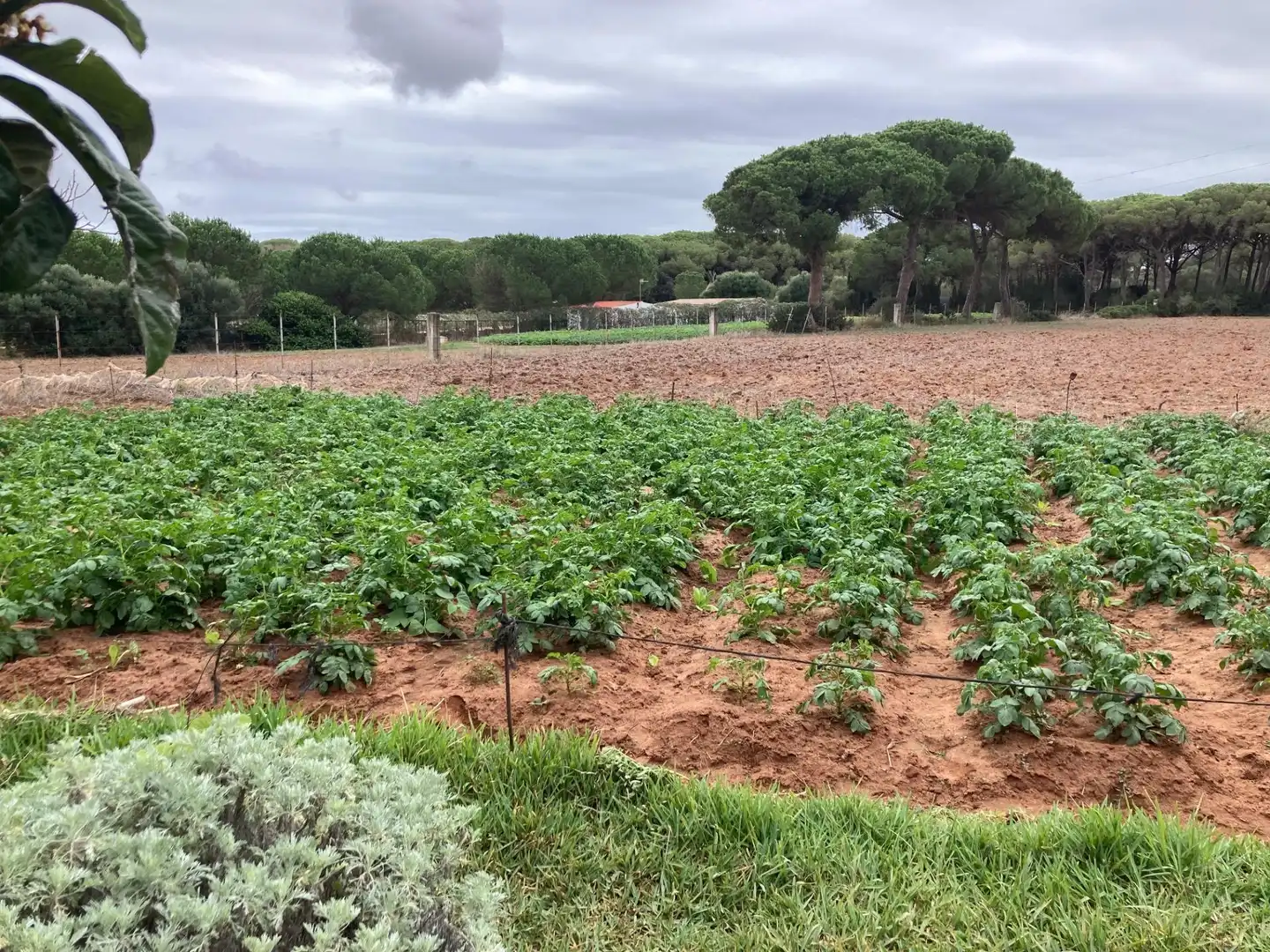 Casa rústica amb jardí en venda a Vejer, imagen 11
