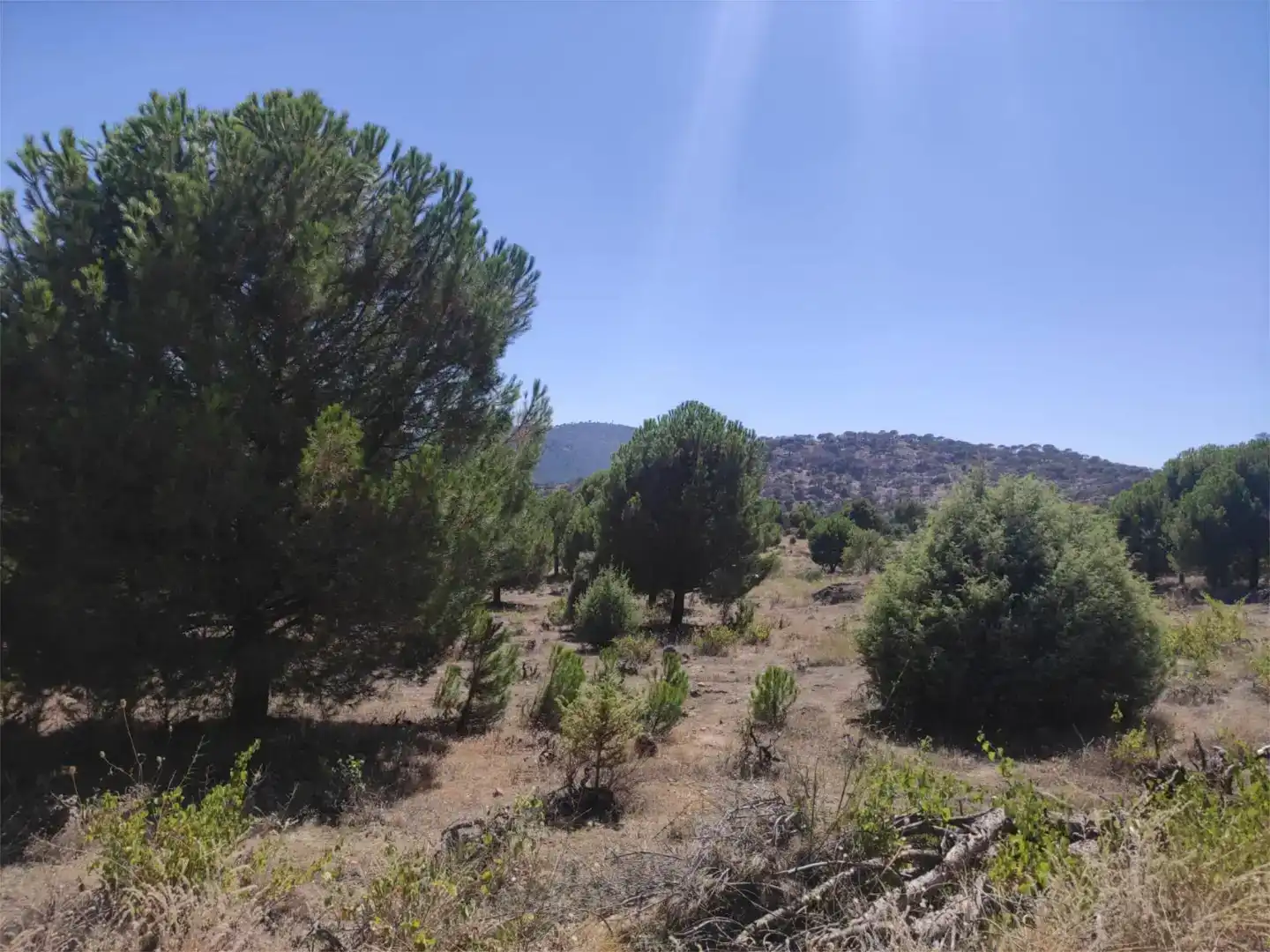 Finca rústica en venda en El Hoyo de Pinares , Ávila