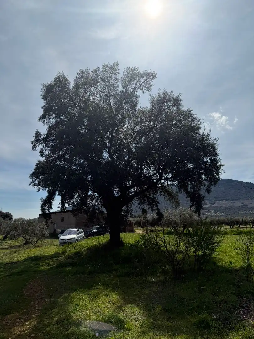 Grundstücke und Bauplätze zum Verkauf in Malagón, imagen 9