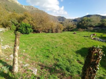 Terrain rustique à vendre à Peñamellera Alta - LA VUELTA AGUDA - LLONIN