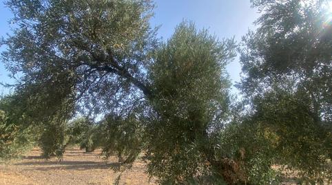 Foto 3 de Residencial en venda a La Puebla de Cazalla, Sevilla