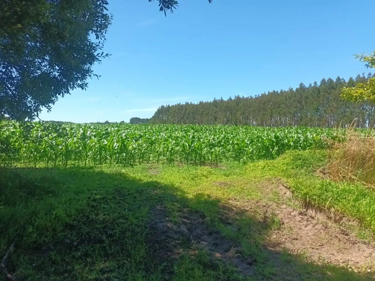 Terreno en venta en Oza dos Ríos