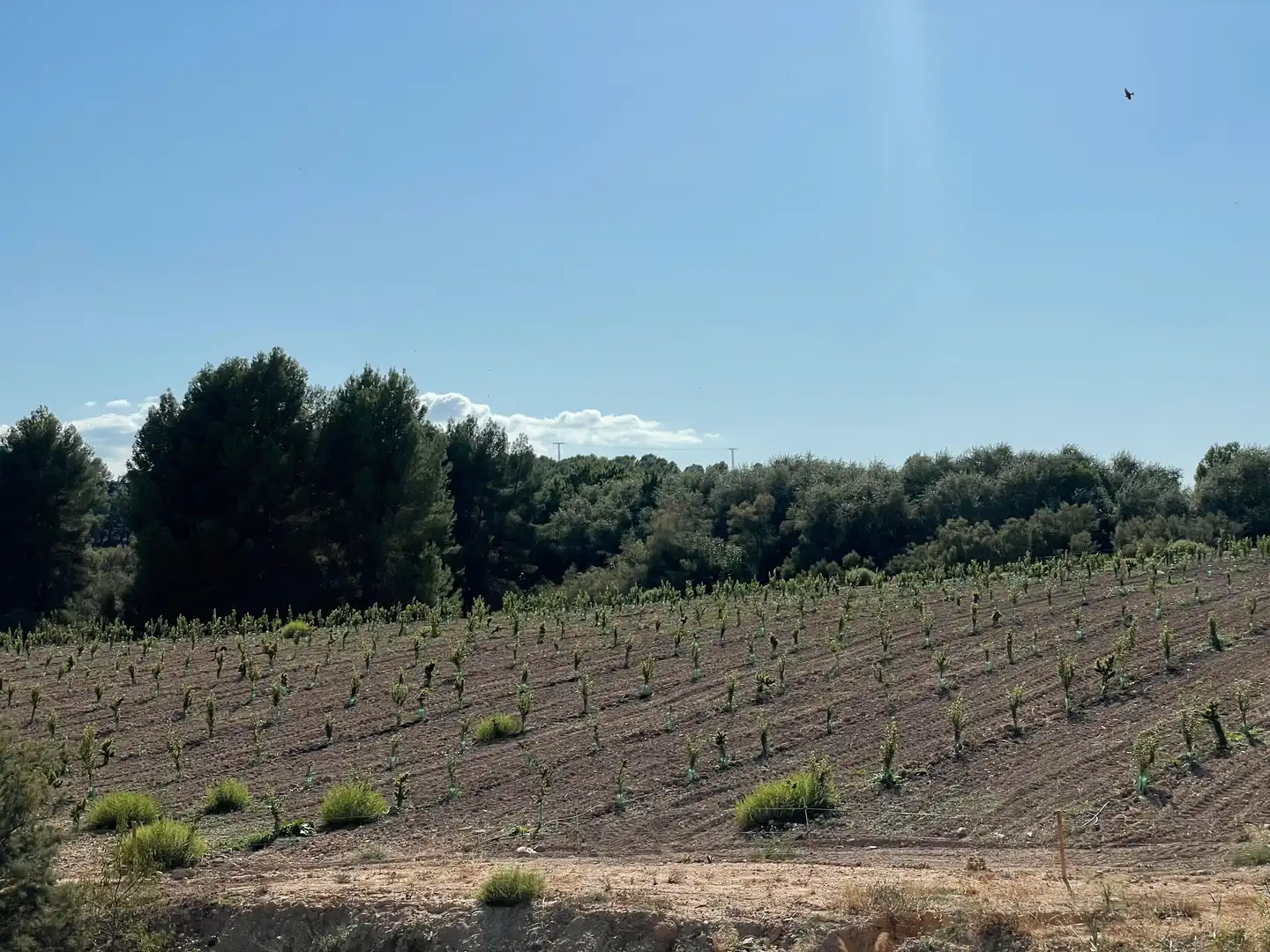 Terreno rustico in vendita a Cehegín, imagen 20