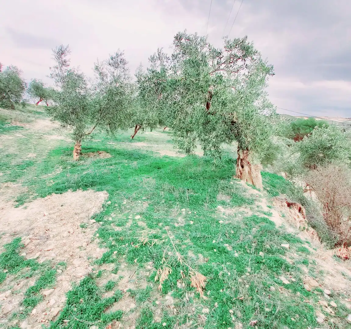 Terreni e lotti in vendita a Alhama de Granada, imagen 11
