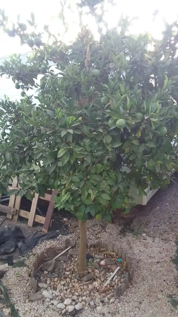 Jardí de Finca rústica en venda en Jerez de la Frontera
