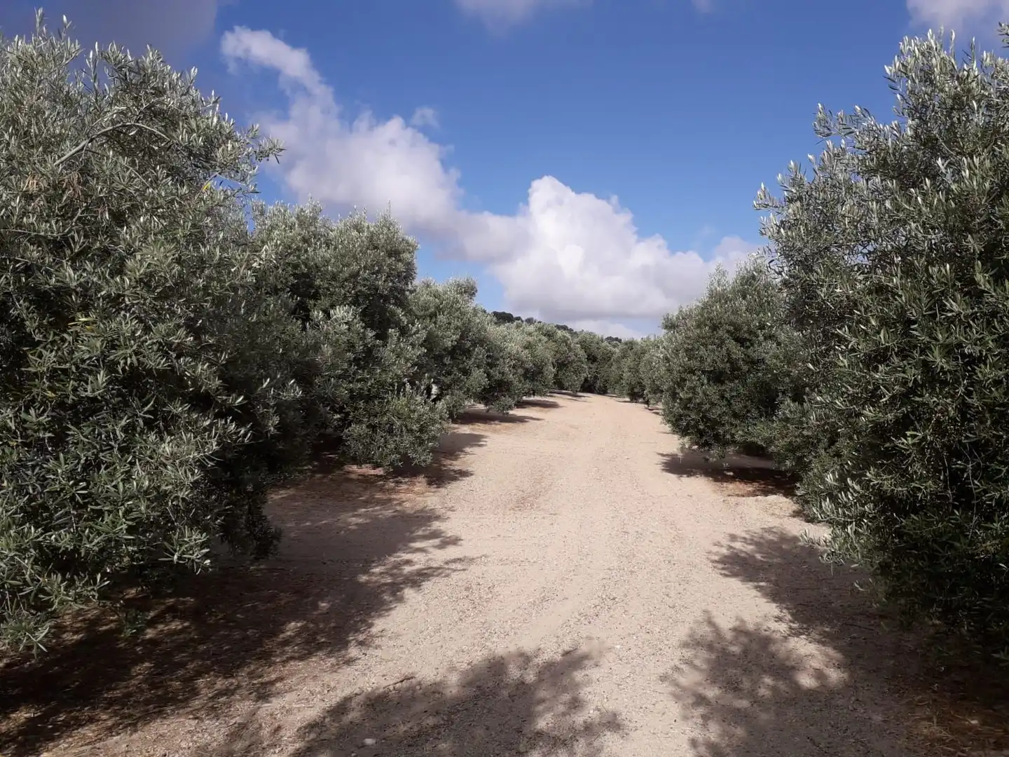 Terrenos y solares en venta en Úbeda, imagen 7