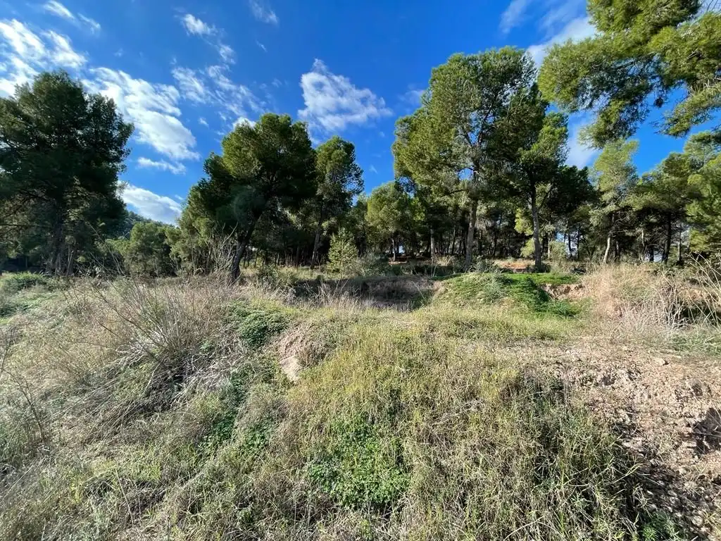 Terreny residencial en venda a Calle del Pino, imagen 11