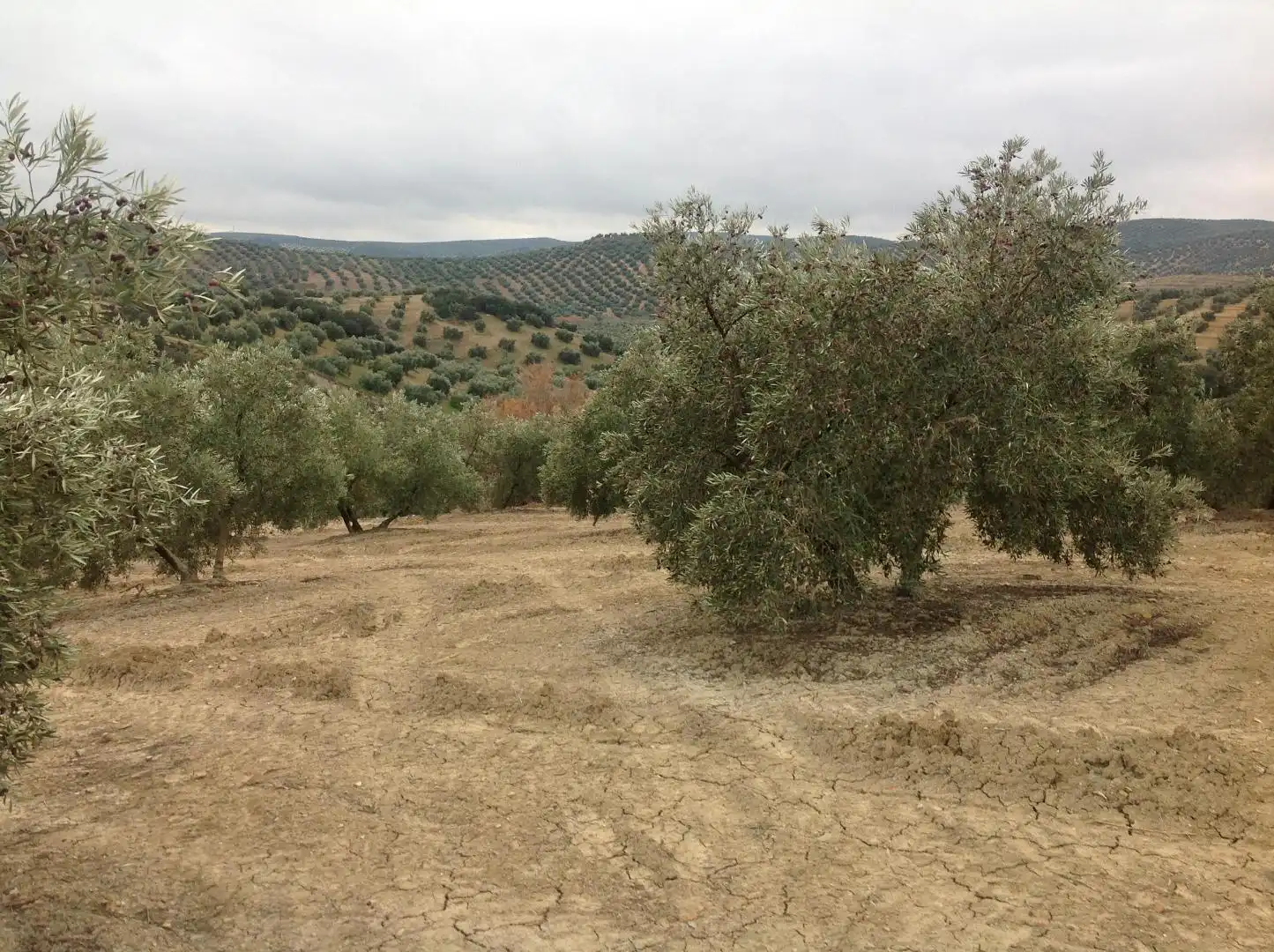 Terrenos y solares en venta en Centro, imagen 6