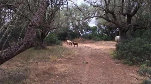 Foto 3 de Finca rústica en venda a Camí de Sa Tortuga, Felanitx Poble, Felanitx