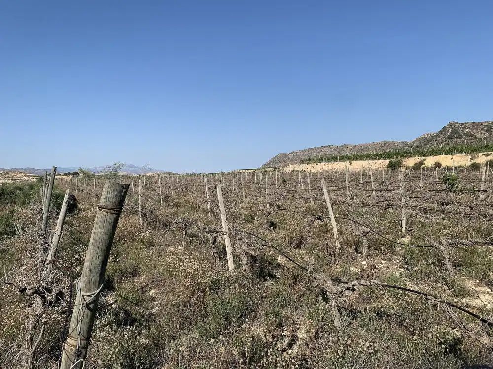 Terreno residencial en venta en Monforte del Cid, imagen 6