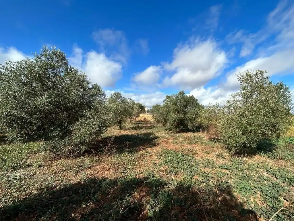 Terreno rústico en venta en Sa Pobla, imagen 8