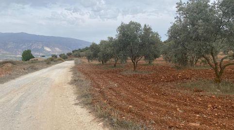 Finca de olivos cerca de Padul, immagine 3