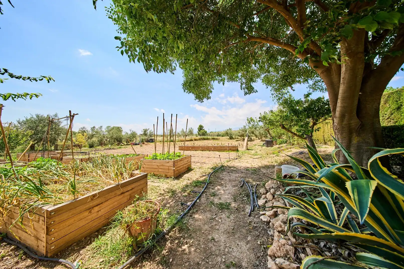 Finca rústica en venta en Caniles