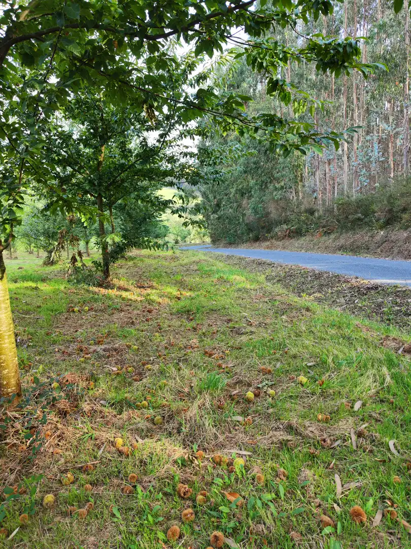 Land for sale in Dumbría