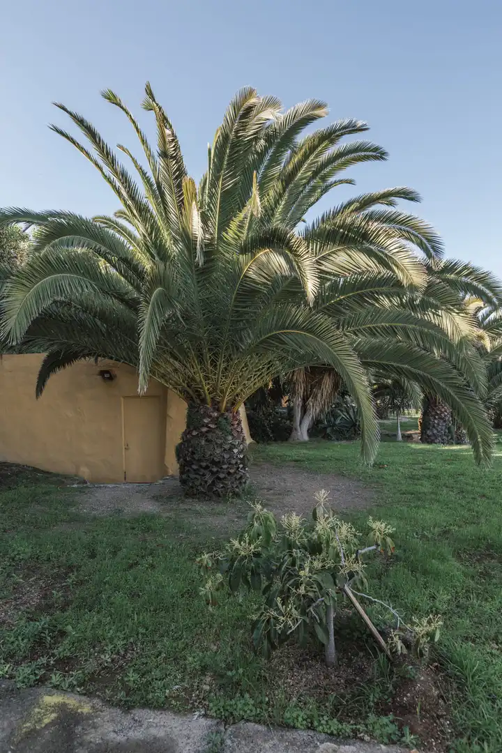 Vista exterior de Casa o xalet en venda en San Juan de la Rambla amb Jardí privat, Parquet i Terrassa