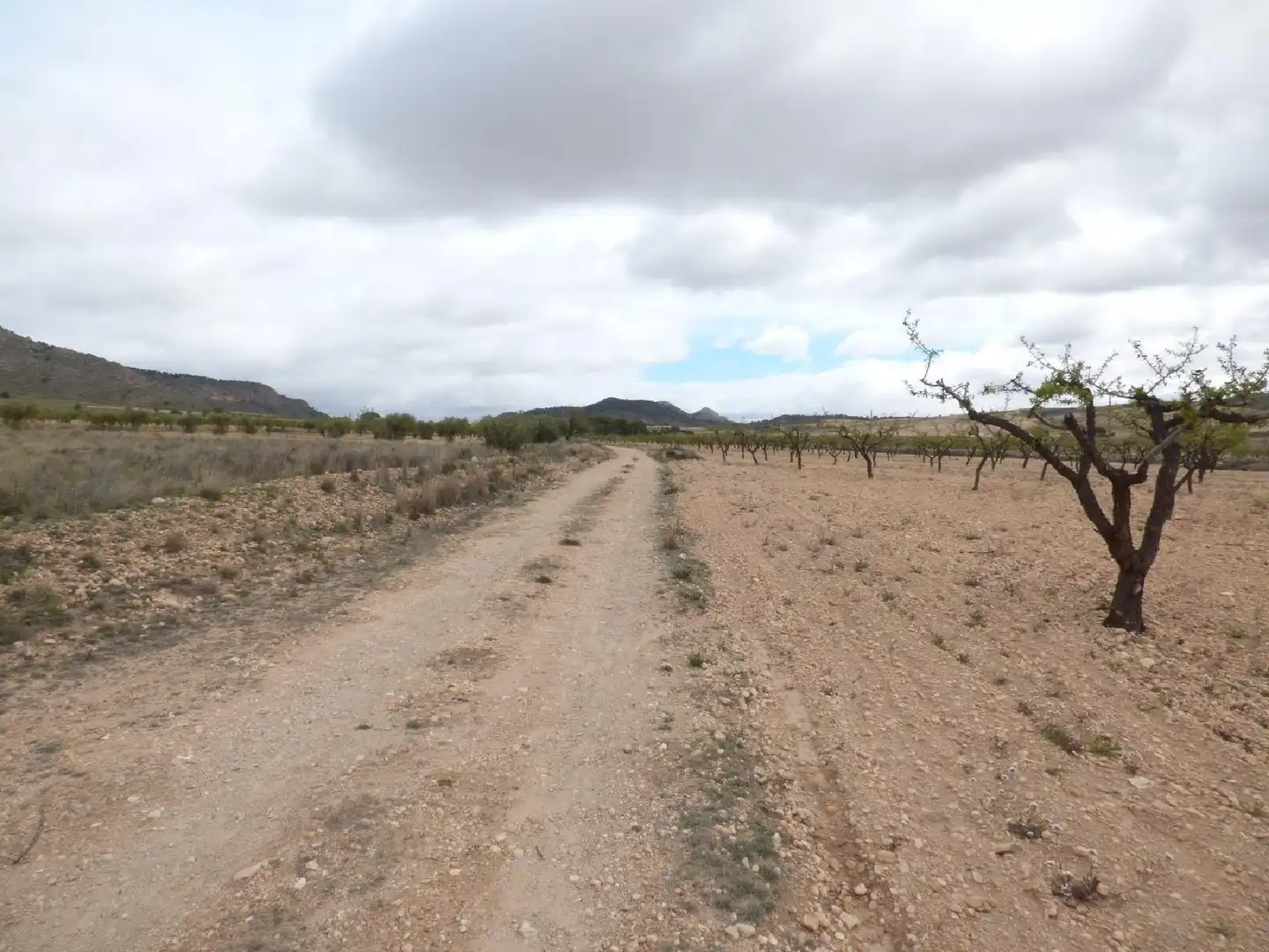 Rustikales Grundstück zum Verkauf in Jumilla, imagen 14