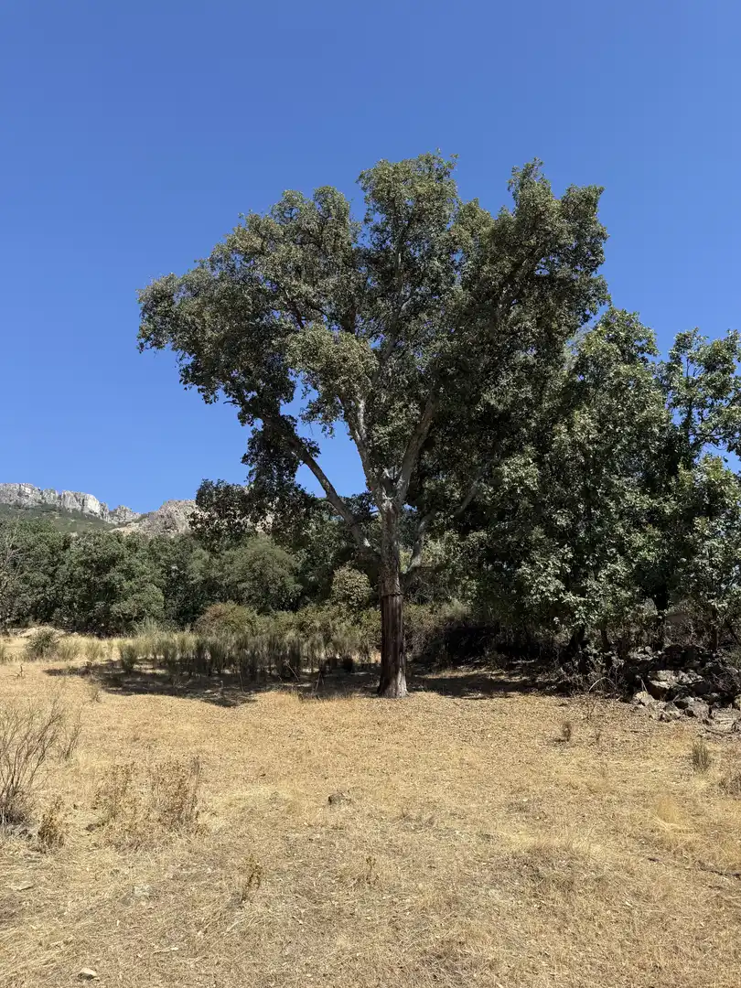 Vista exterior de Terreno en venta en Berzocana