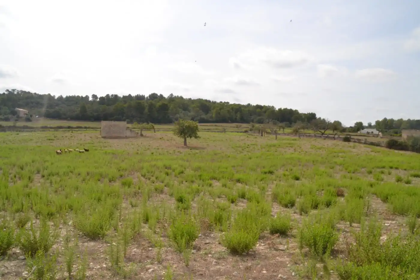 Finca rústica en venda a Sineu