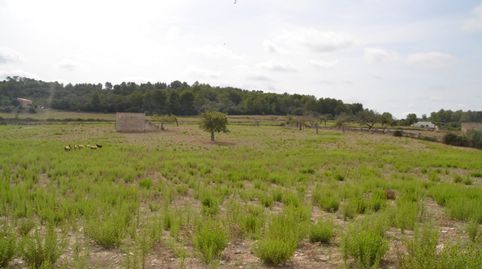 Foto 4 de Finca rústica en venta en Sineu, Illes Balears