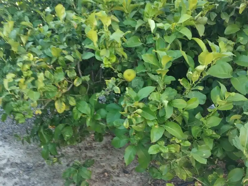Terreno en venta en Molina de Segura