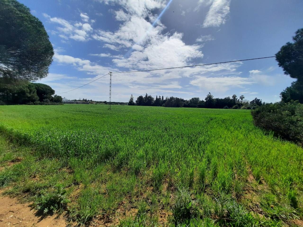 Terreno en venta en Conil de la Frontera