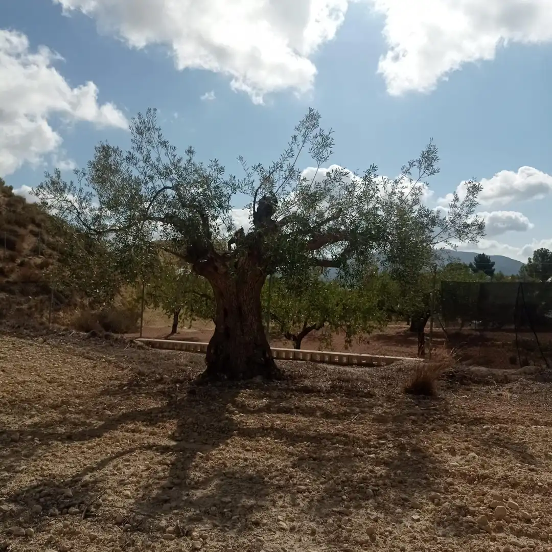 Terrain rustique à vendre à Hondón de las Nieves / El Fondó de les Neus, imagen 14
