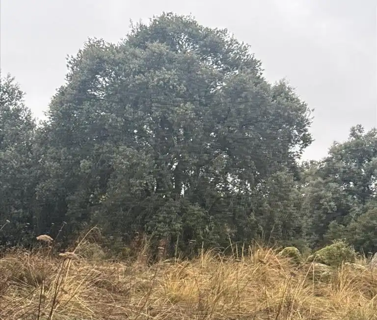 Terreno residenziale in vendita a Coimbra, imagen 12