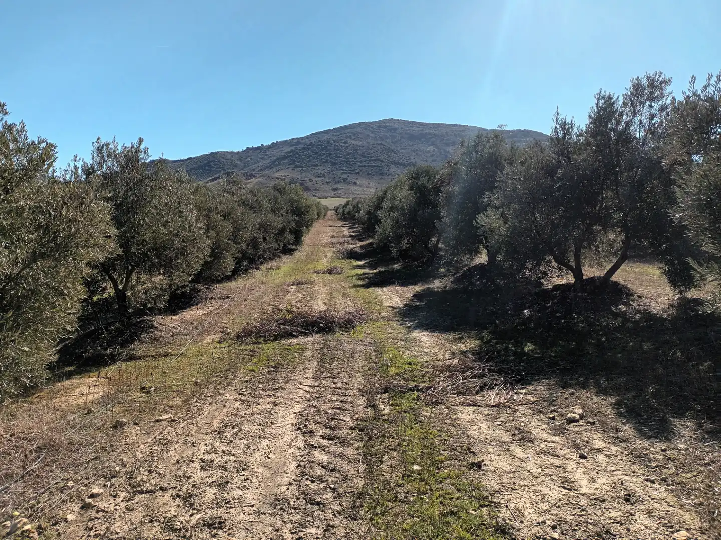 Land for sale in Villapalacios