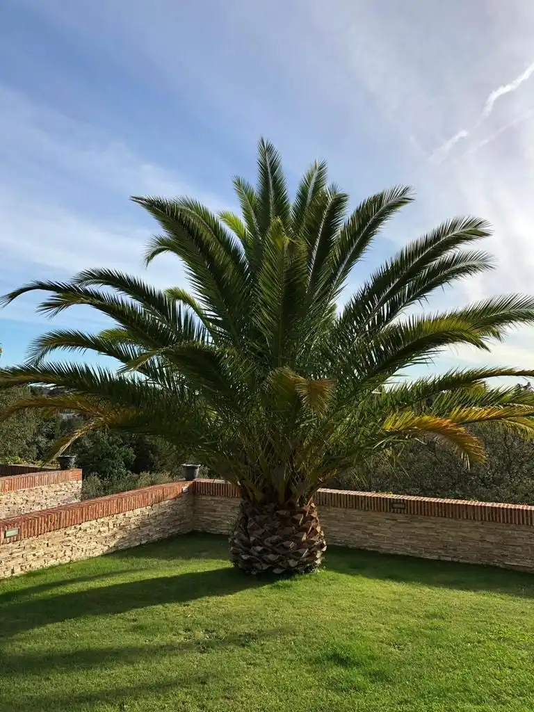Jardín de Casa o chalet en venta en Villanueva de Perales con Aire acondicionado, Calefacción y Jardín privado