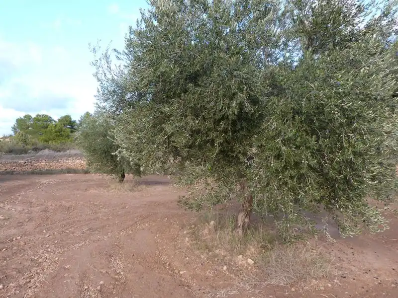 Finca rústica en venta en Valjunquera