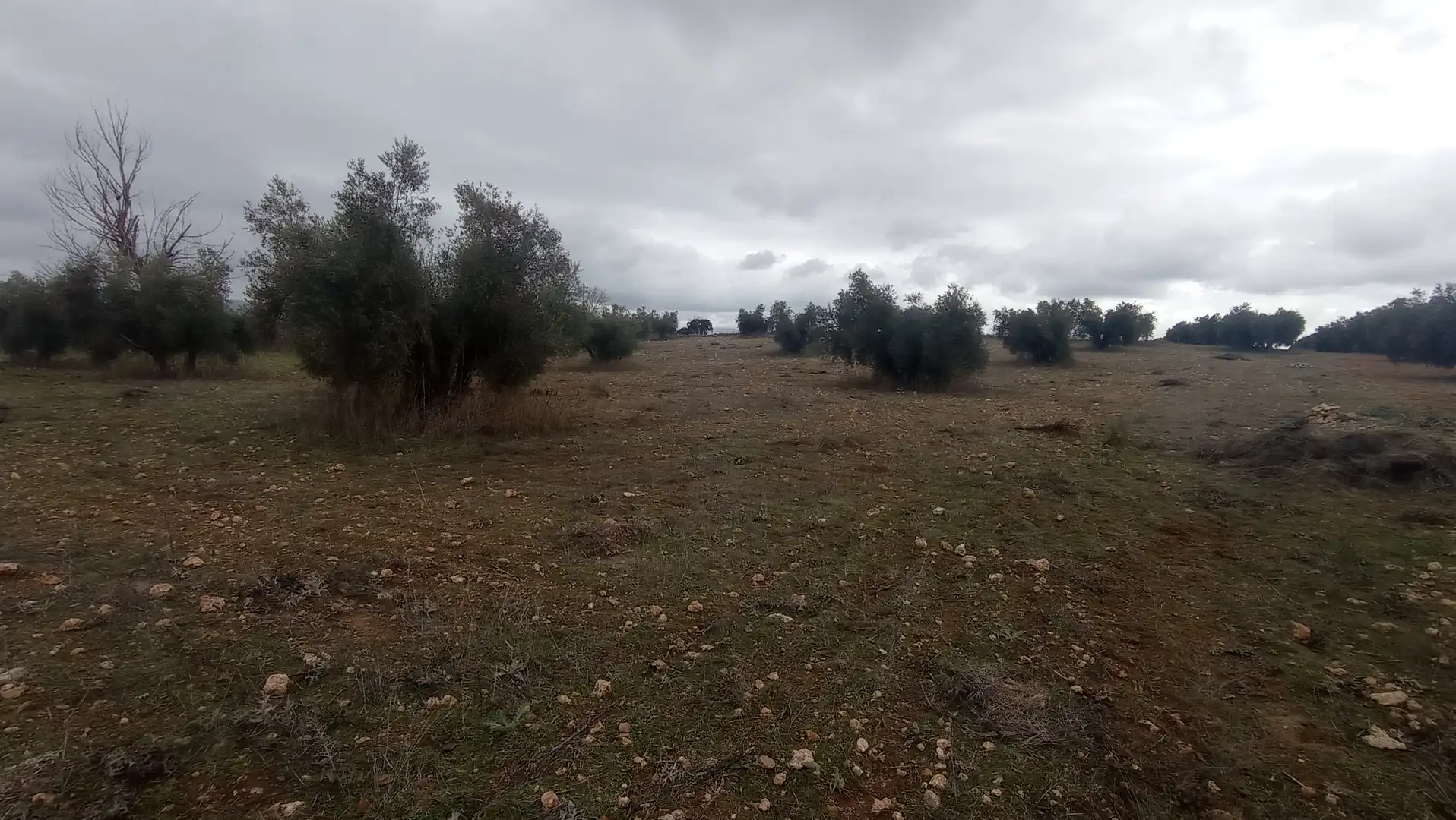 Terreny rústic en venda a Miguelturra, imagen 2