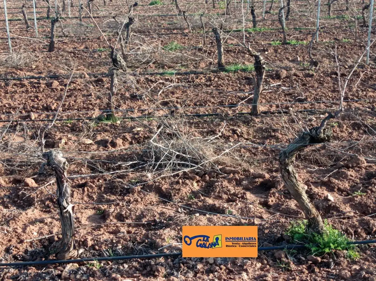 Rural land for sale in Valdepeñas, imagen 5