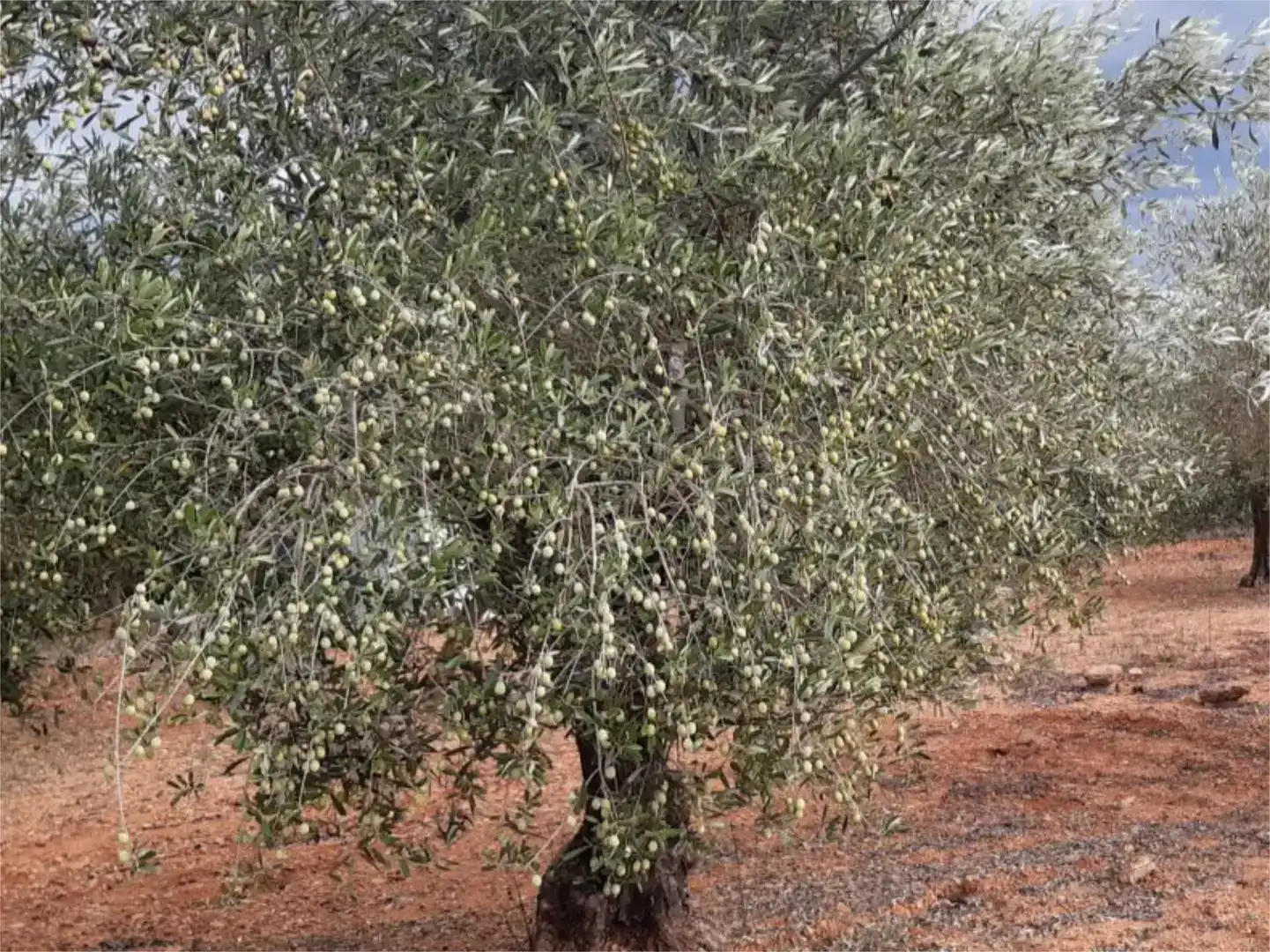 Jardí de Casa o xalet en venda en Càlig amb Balcó