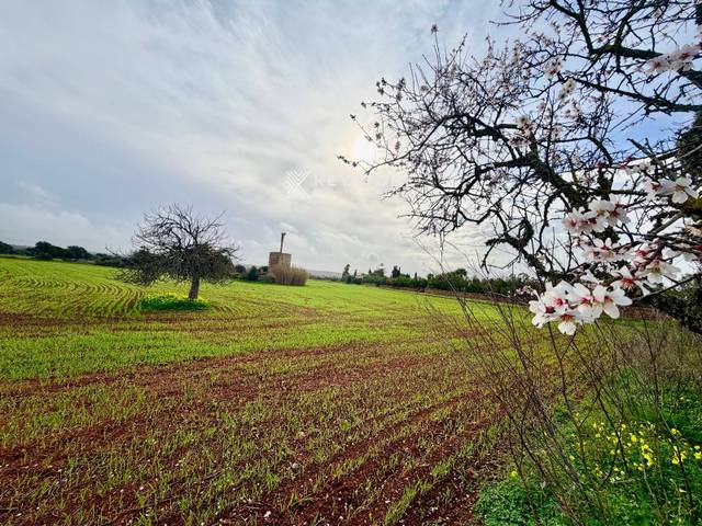 Finca rústica en Venta en Campos poble