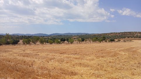 Castelserás-Finca de cereal, immagine 3
