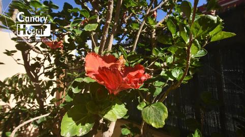 Foto 5 de Casa adosada de lloguer a El Médano, Santa Cruz de Tenerife