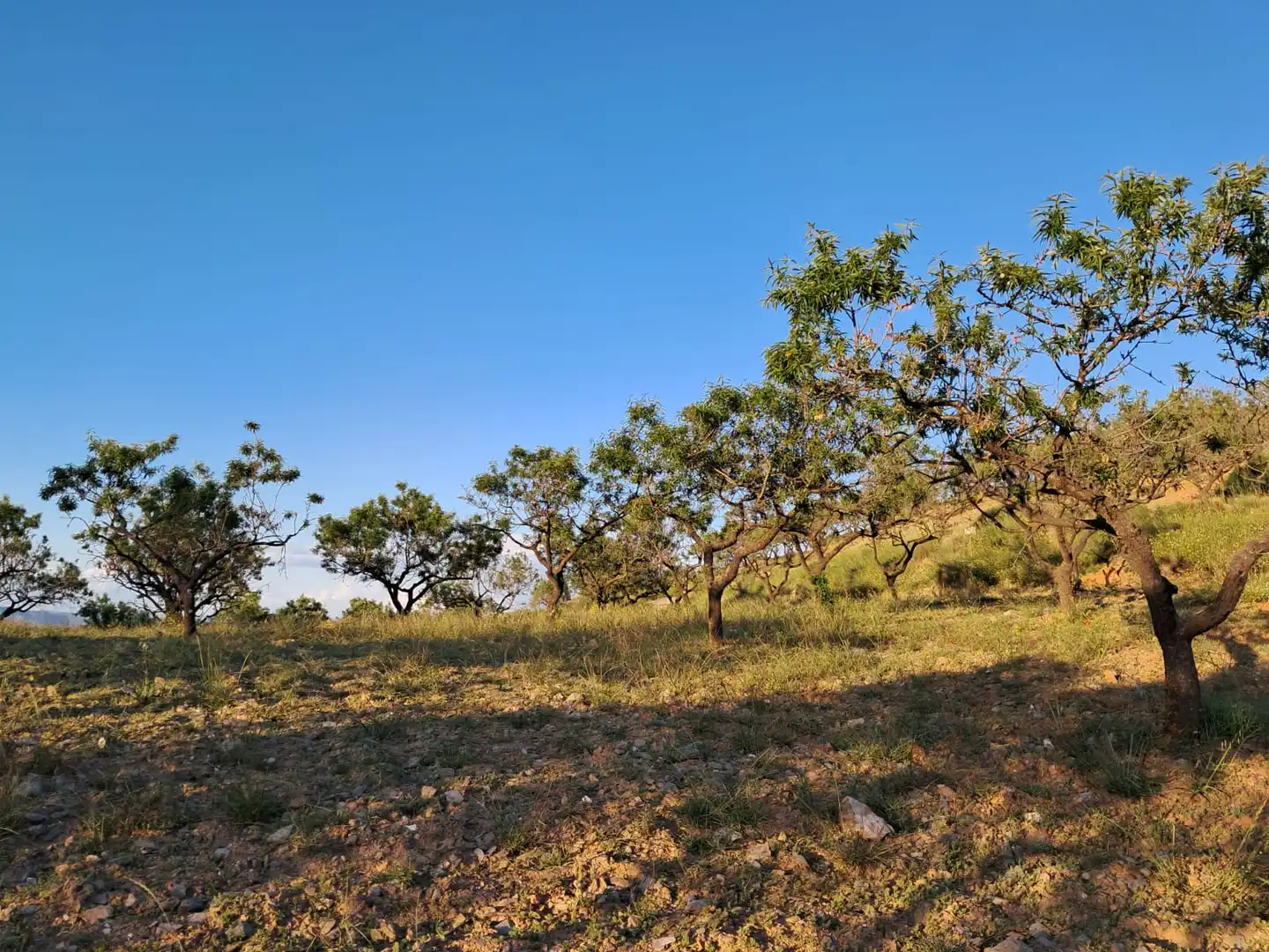 Terreno en venta en Bayarque