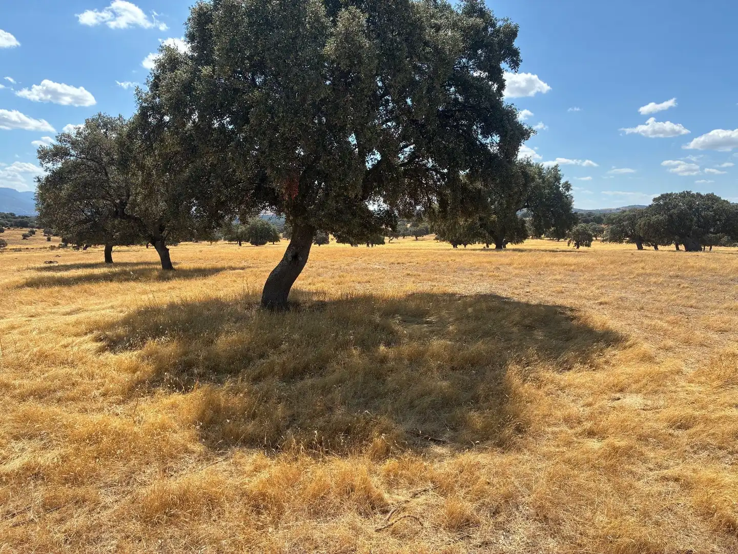 Terreno rustico in vendita a Mohedas de la Jara, imagen 4