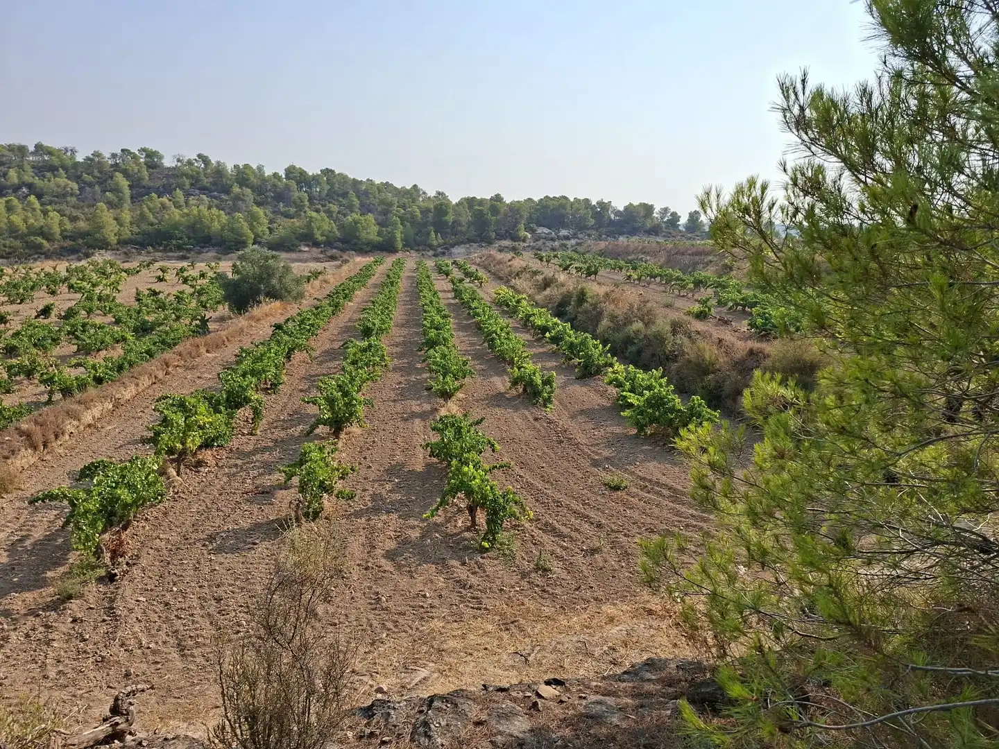 Terreno en venta en Nonaspe