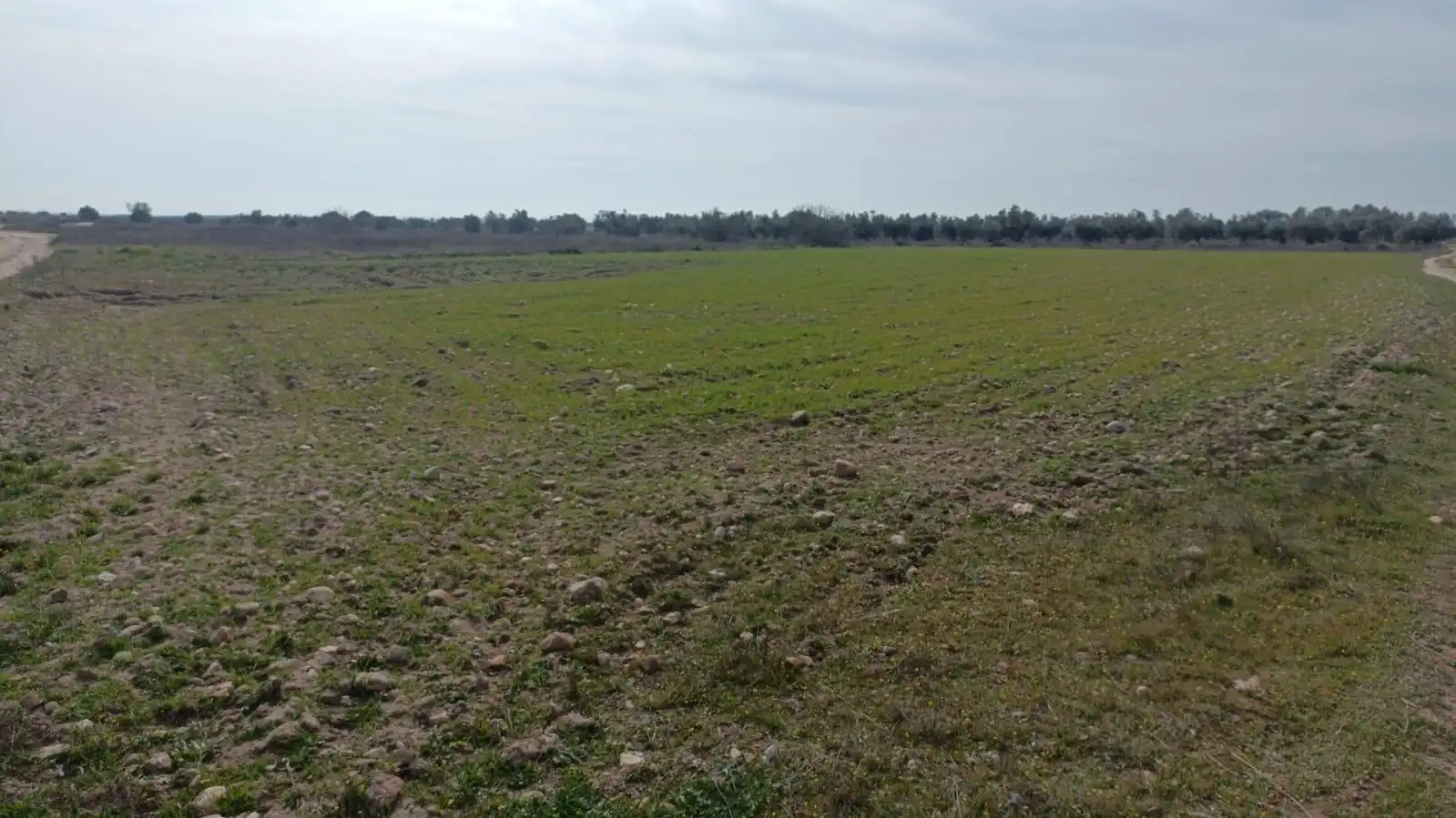 Land for sale in Camarena
