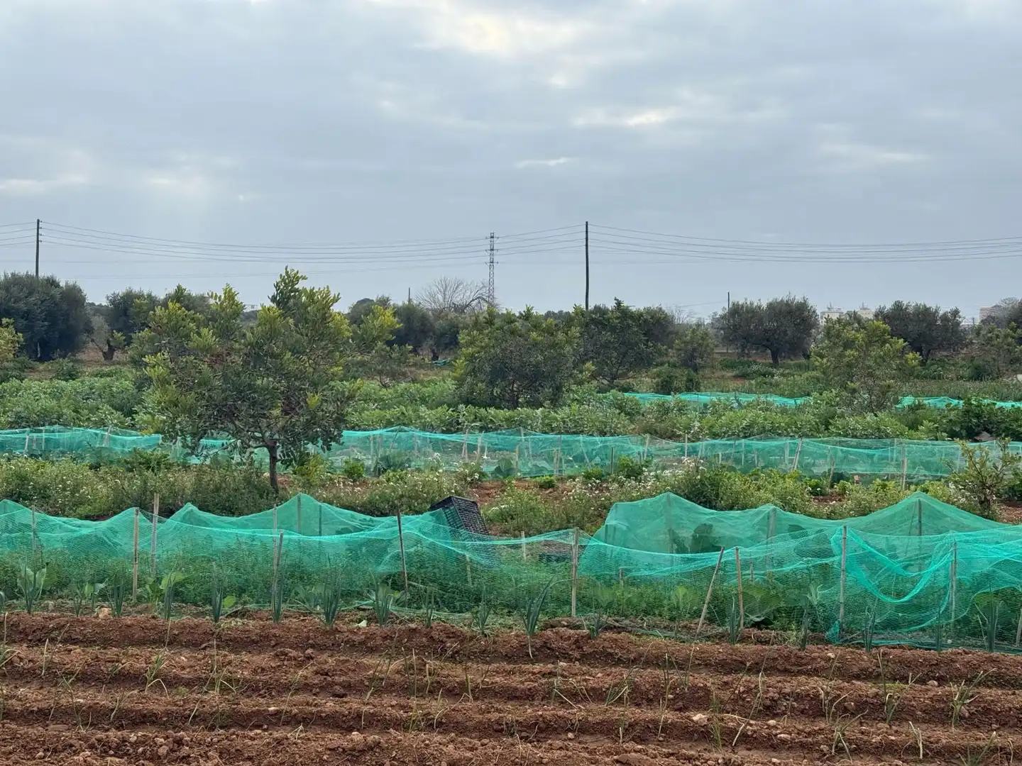 Finca rústica en venda a Altafulla