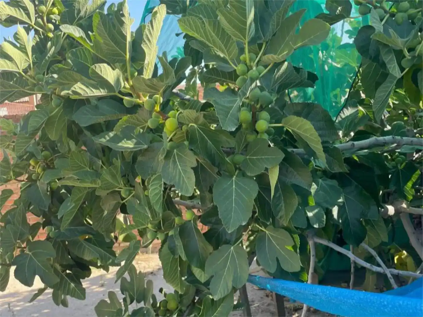Jardín de Terreno en venta en Burujón