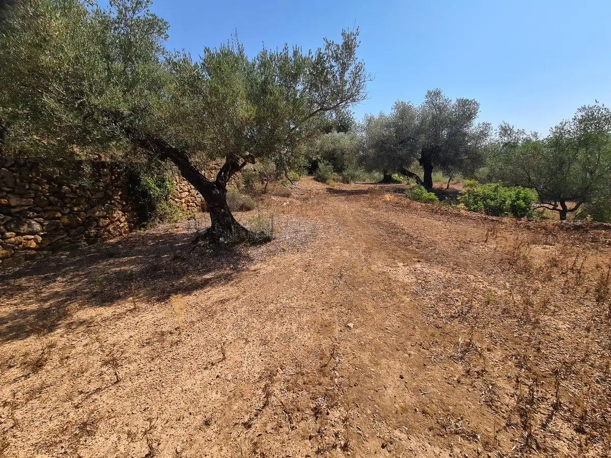 Terreno rustico in vendita a Freginals, imagen 6