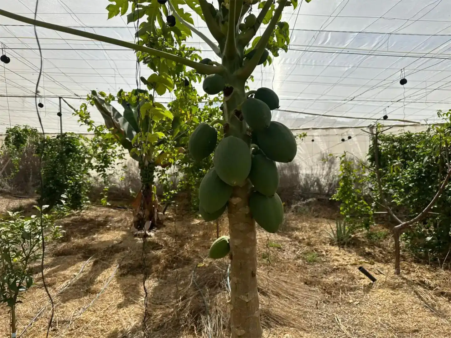 Jardí de Finca rústica en venda en Guía de Isora