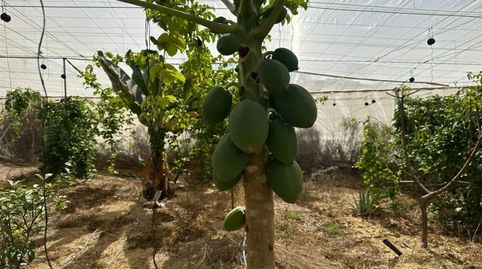 Foto 5 de Finca rústica en venda a Calle las Veredas, 28, Guía de Isora interior, Guía de Isora