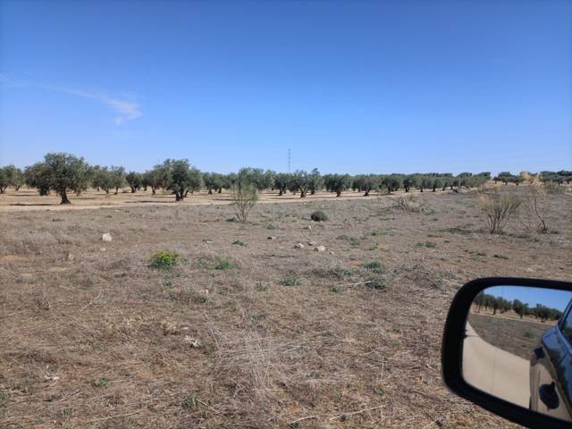 Terreno en Venta en Mascaraque