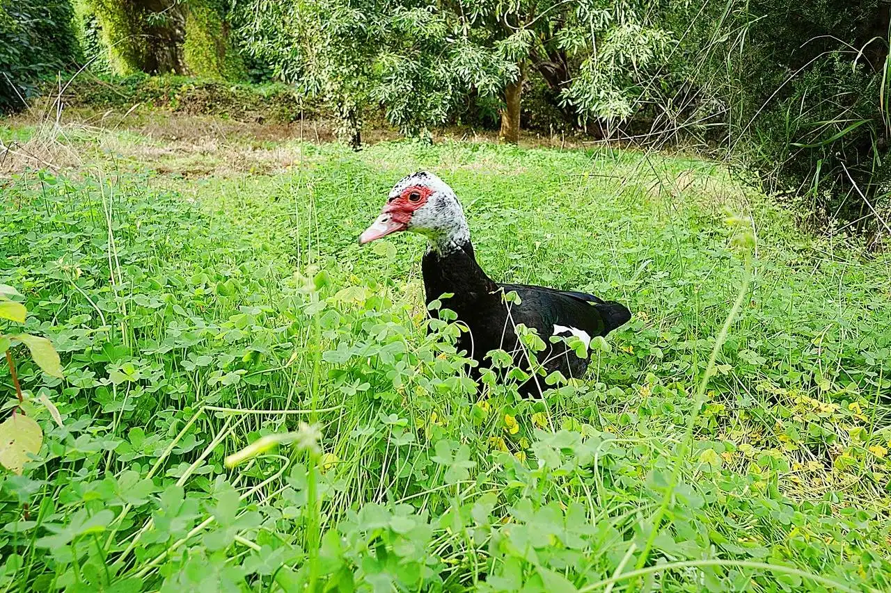 Jardí de Finca rústica en venda en Teror amb Jardí privat i Terrassa